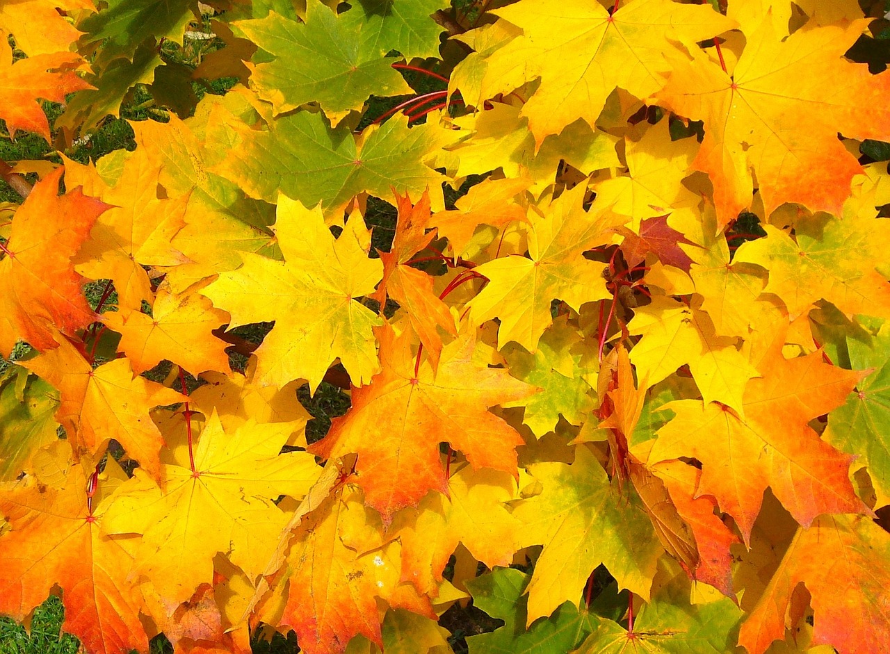 leaves-57427_1280